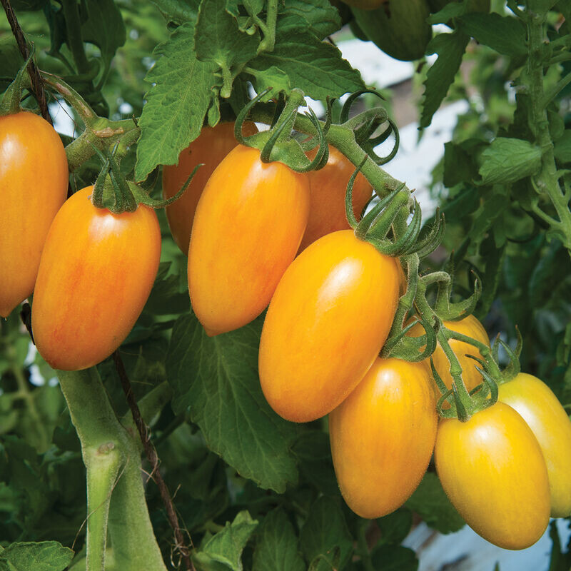 Blush Tomato OG - 4&quot;