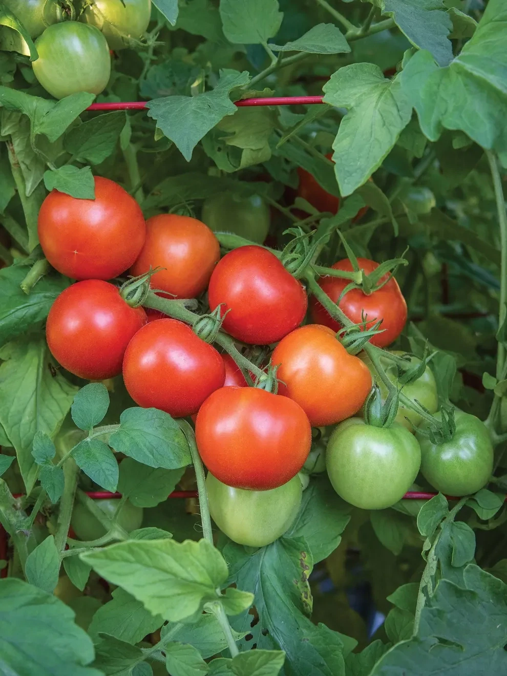 Fourth of July Tomato - 4&quot;