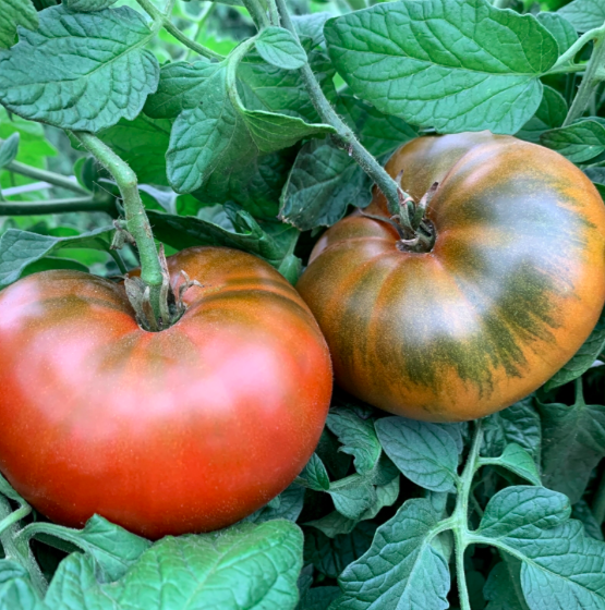 Cherokee Chocolate Tomato - 4&quot;