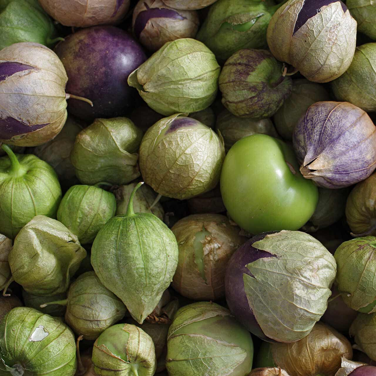 Tomatillo &#39;De Milpa&#39; - 4&quot;