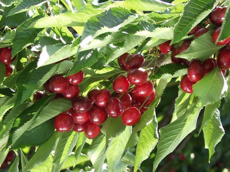 Cherry &#39;Minnie Royal&#39; - 15g