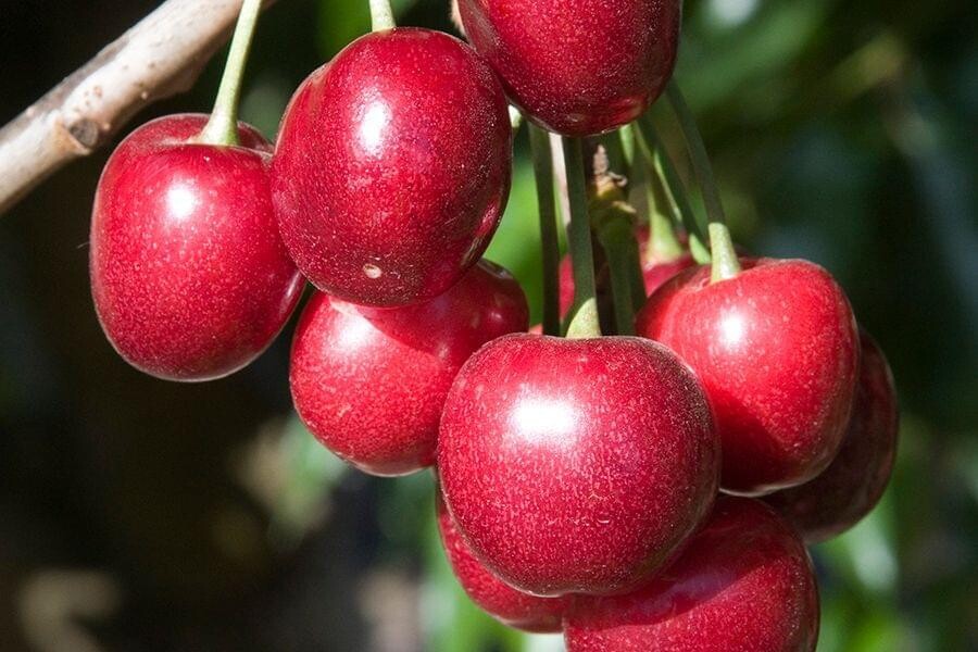 Cherry &#39;Royal Lee&#39; - 15g
