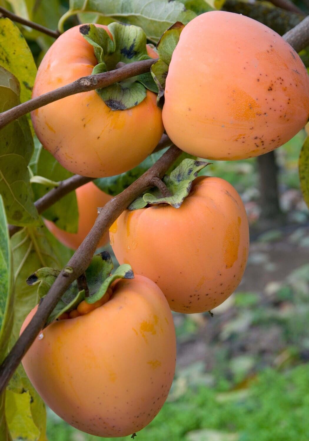 Persimmon &#39;Hachiya&#39; - 5g