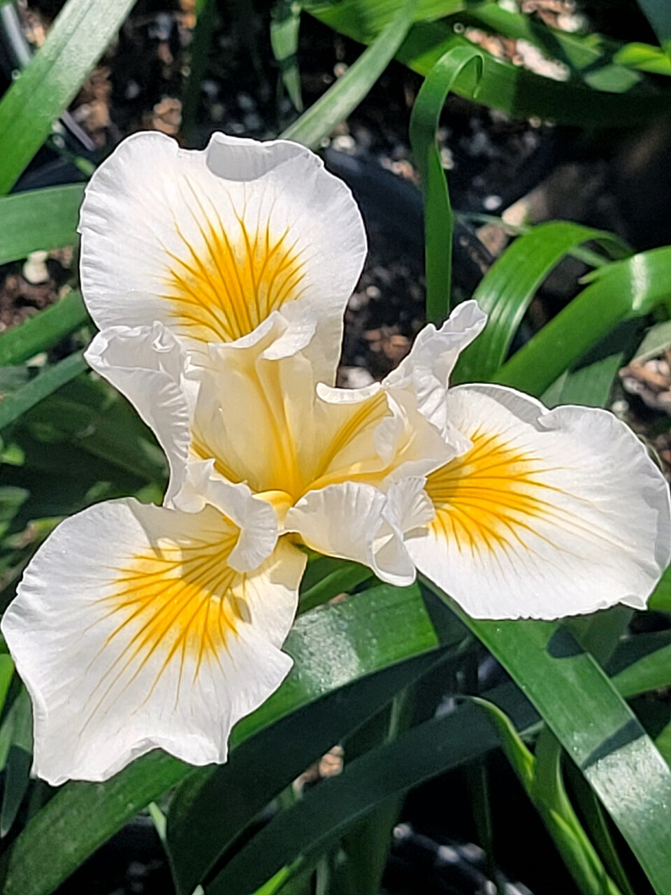 Iris &#39;Canyon Snow&#39; - 1g