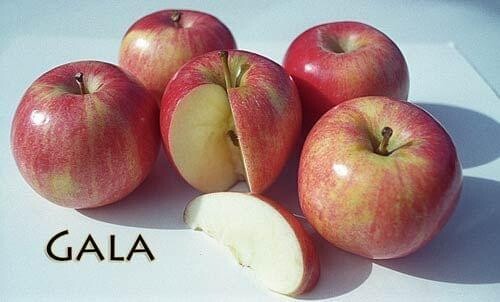 Apple &#39;Gala&#39; - 5g