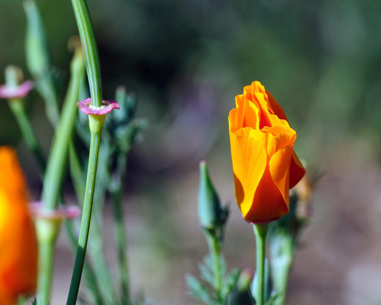 Eschscholzia californica (CA Poppy) - 4&quot;