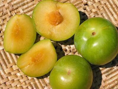 Pluot &#39;Emerald Drop&#39; - 5g