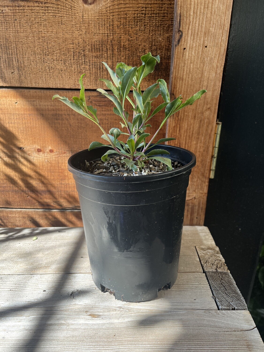 Penstemon pseudospectabilis - 1g