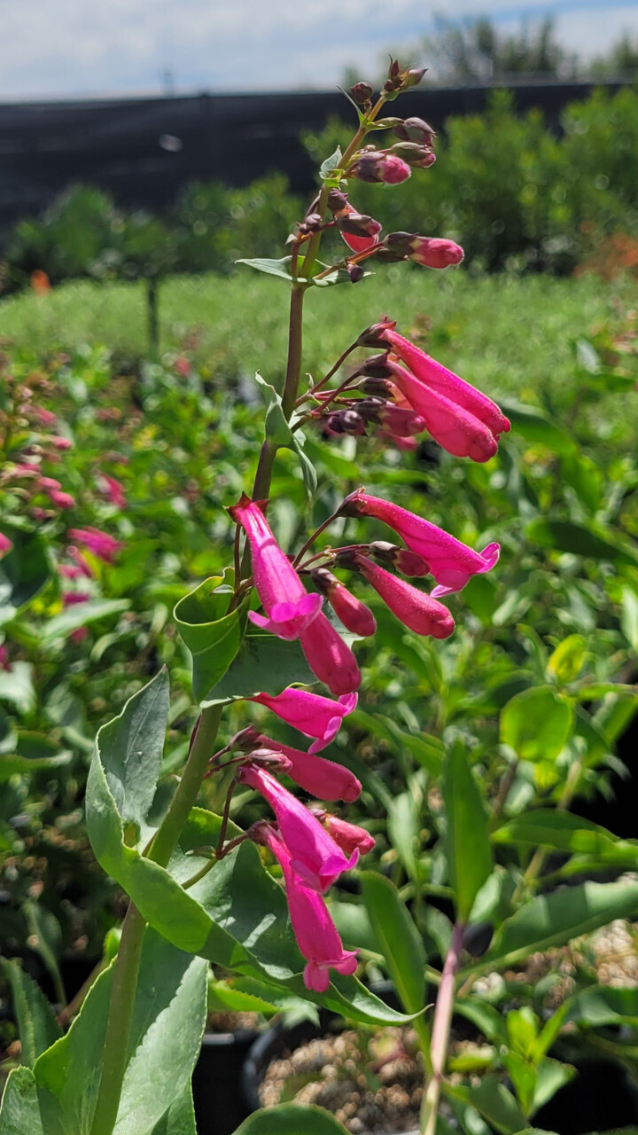 Penstemon pseudospectabilis - 1g