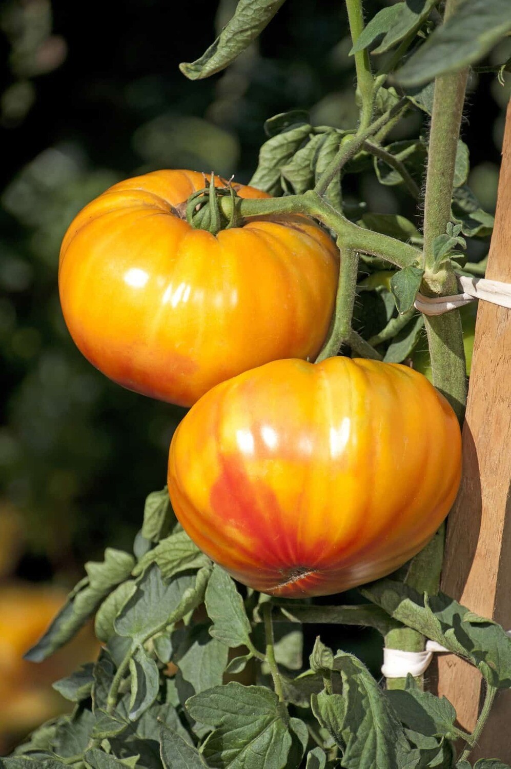 Buffalosun Tomato - 4&quot;