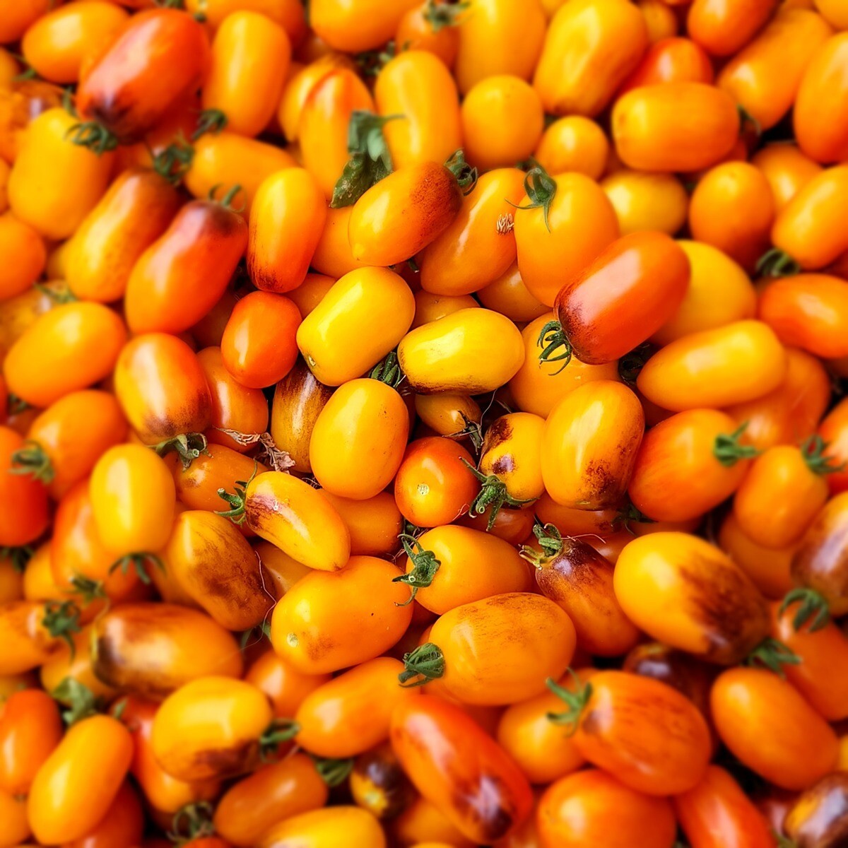 Golden Hour Dwarf Tomato - 4&quot;
