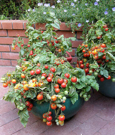 Litt&#39;l Bites Dwarf Tomato - 4&quot;