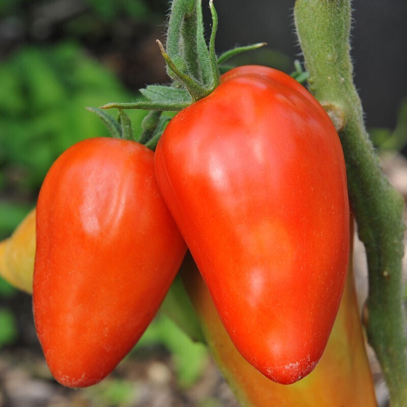 Tomato &#39;San Marzano Redorta&#39; - 4&quot;