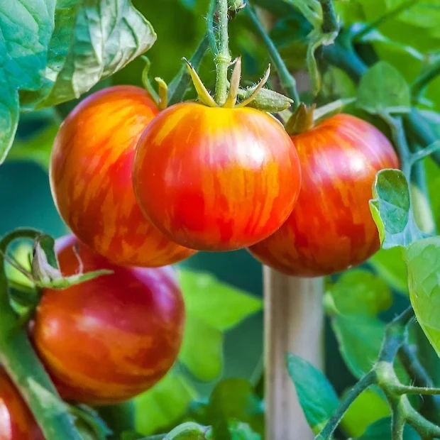 Tomato &#39;Tigerella&#39; - 4&quot;