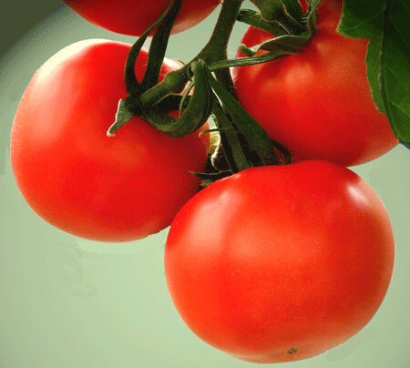 Hawaiian Tropic Tomato - 4&quot;