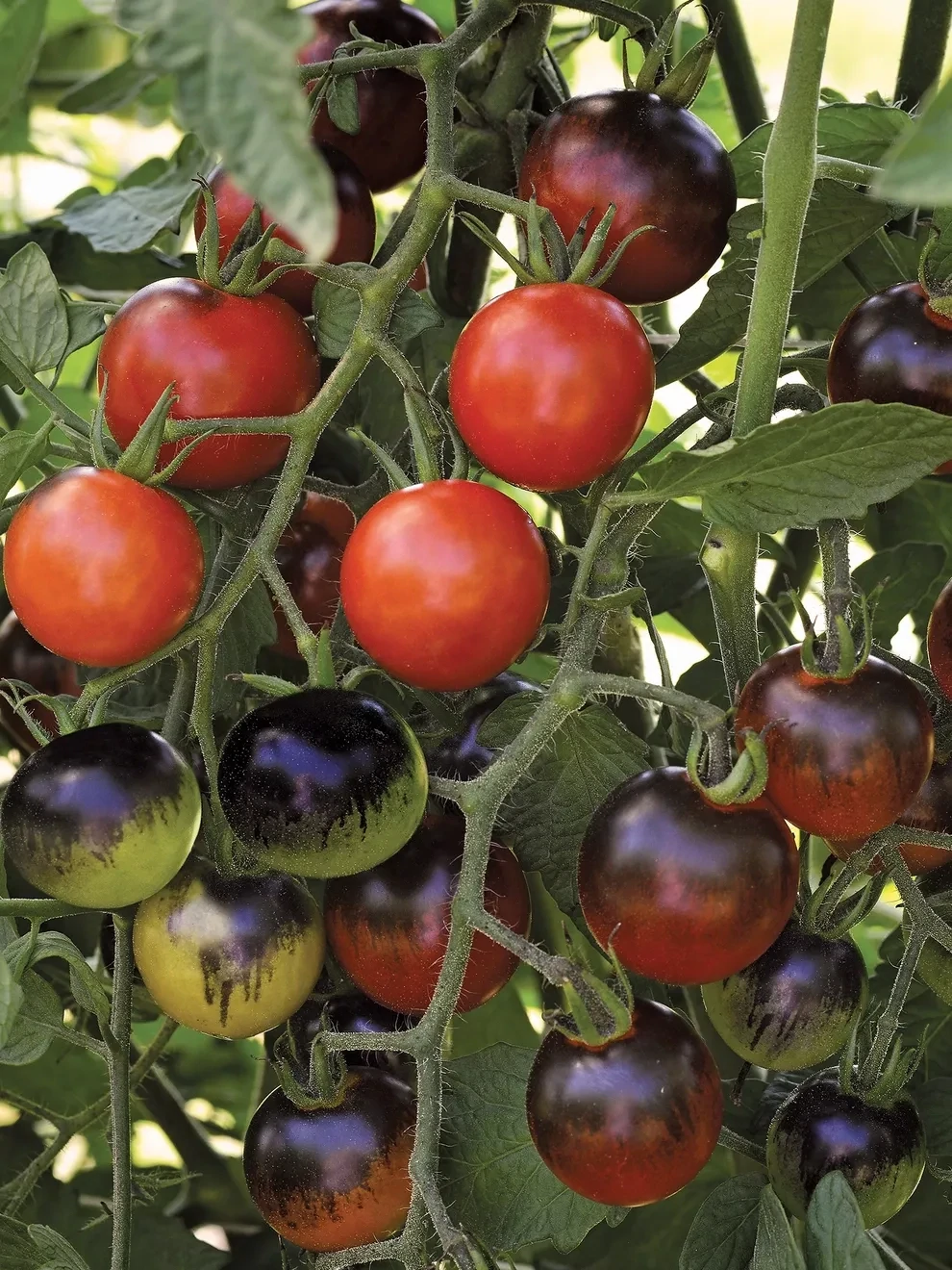 Tomato &#39;Midnight Snack&#39; - 1 gal