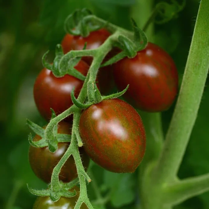 Tomato &#39;Chocolate Sprinkles&#39; - 1g