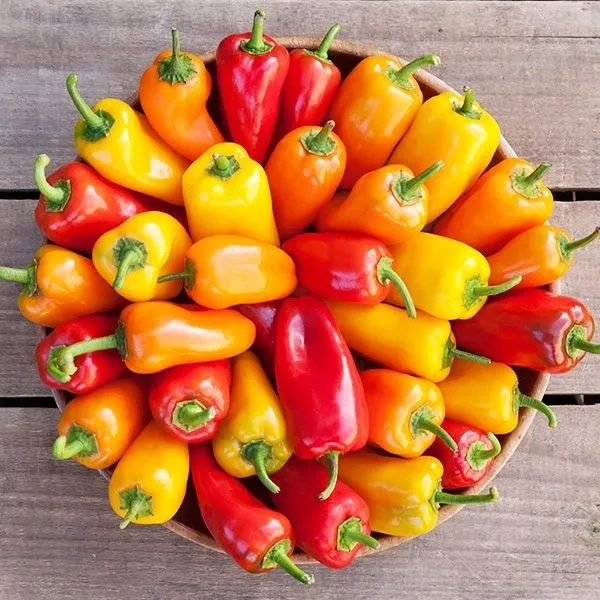 Sweet Pepper &#39;Picnic Mix&#39; - 4&quot;