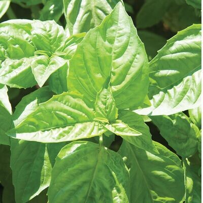 Basil &#39;Large Leaf Nufar&#39; OG - 4&quot;