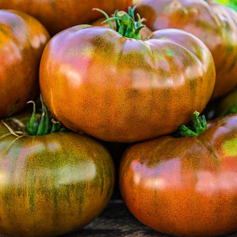 Tomato &#39;Paul Robeson&#39; - 4&quot; (CG)