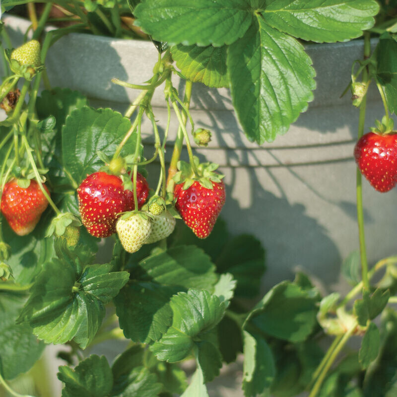 Strawberry &#39;Seascape&#39;- 4&quot;