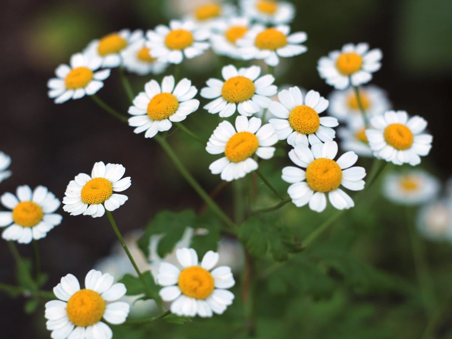 Chamomile &#39;Roman&#39; - 4&quot; (AR)