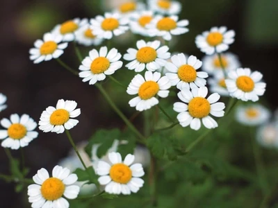 Chamomile &#39;Roman&#39; - 4&quot; (AR)