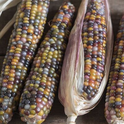 Other Warm Season Vegetables