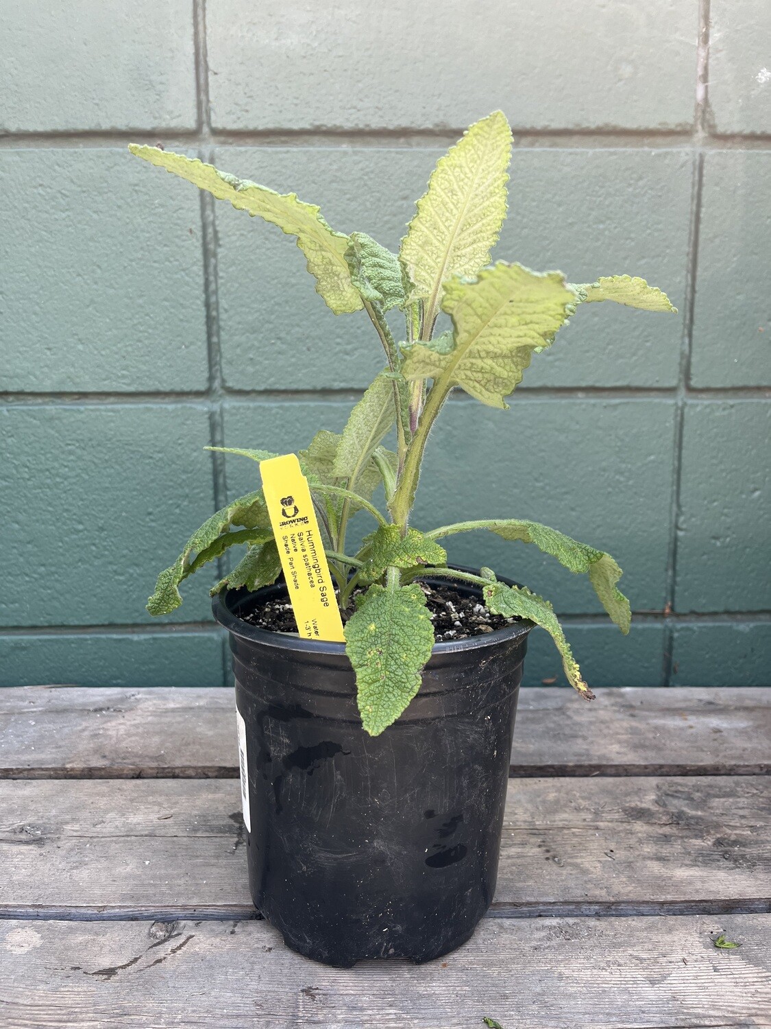 Salvia spathacea &#39;Hummingbird Sage&#39; - 1g