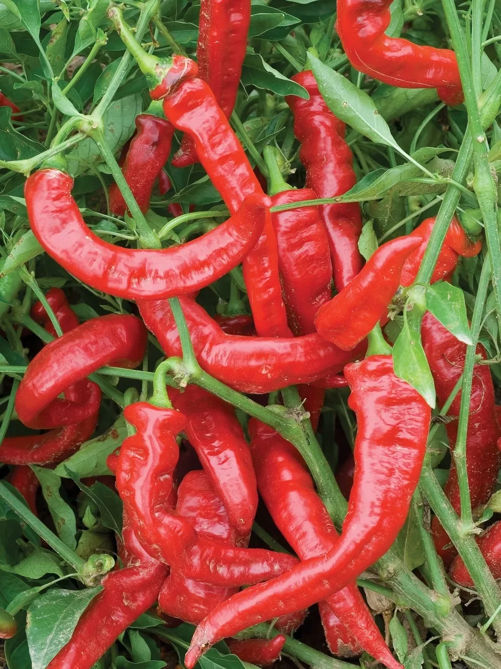 Sweet Italian Pepper &#39;Jimmy Nardello&#39; - 4&quot;