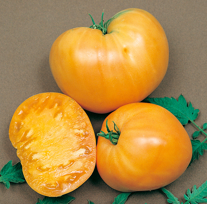 Tomato &#39;Orange Oxheart&#39; OG - 4&quot;