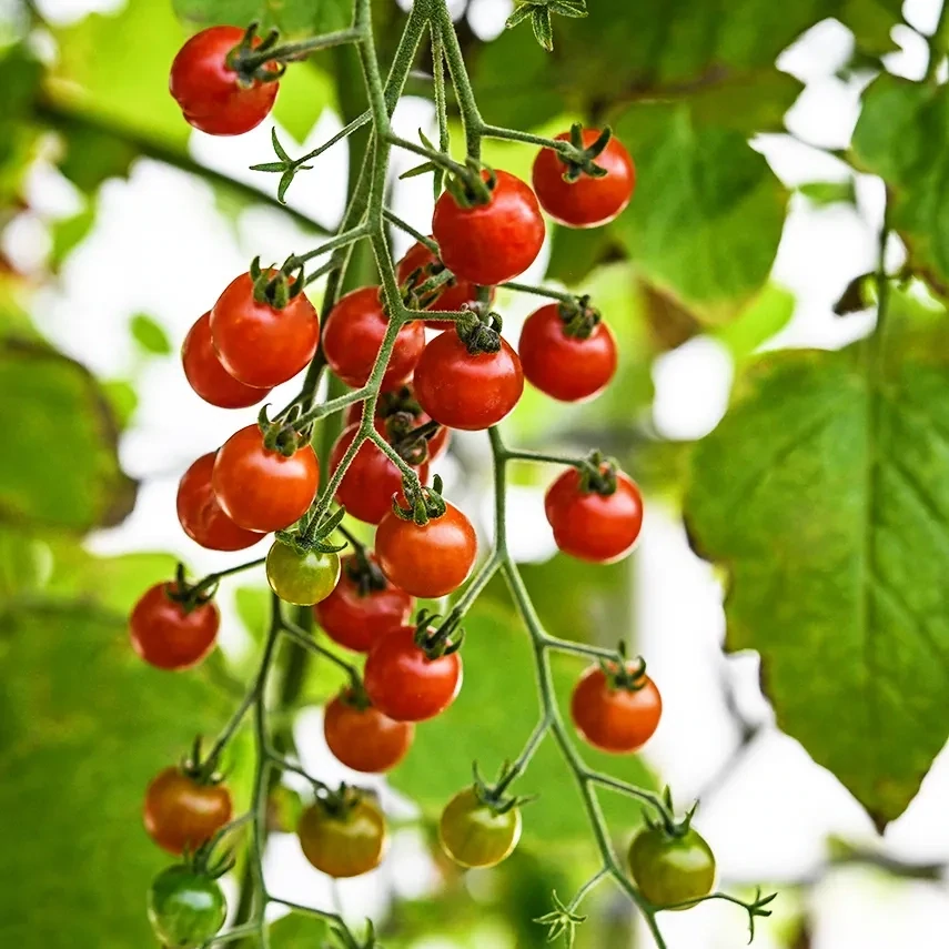 Tomato &#39;Spoon&#39; - 4&quot; (AR)