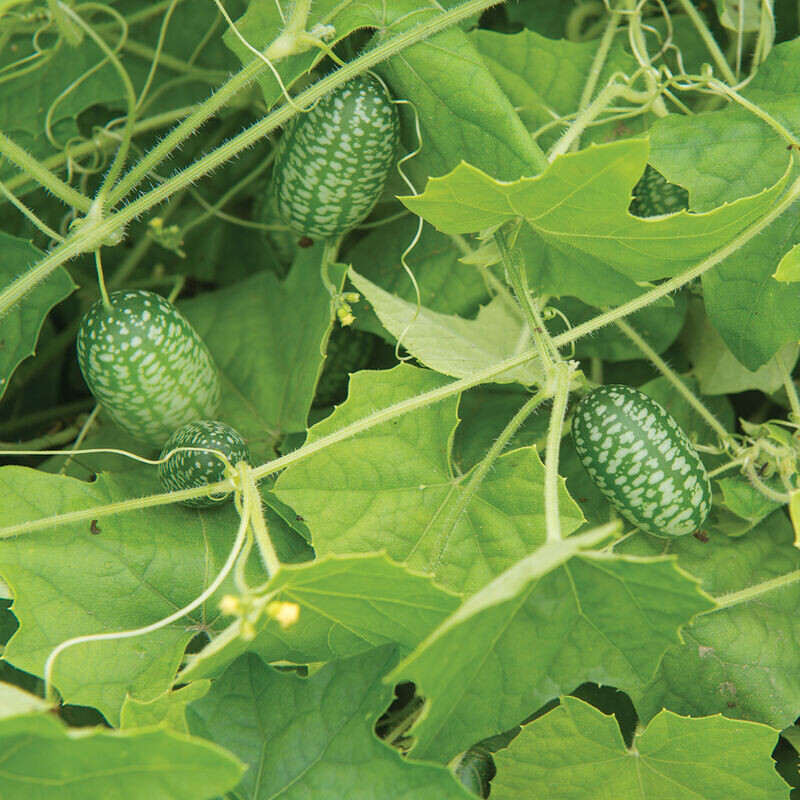 Cucumber &#39;Cucamelon&#39; - 4&quot;