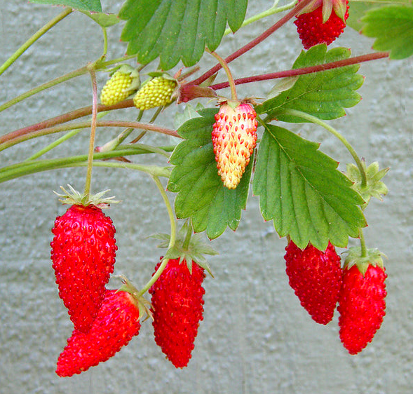 Strawberry &#39;Alpine Mignonette&#39; OG - 4&quot;
