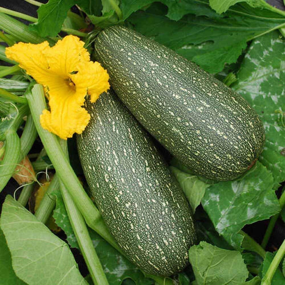 Zucchini &#39;Mexican Grey&#39; - 4&quot;