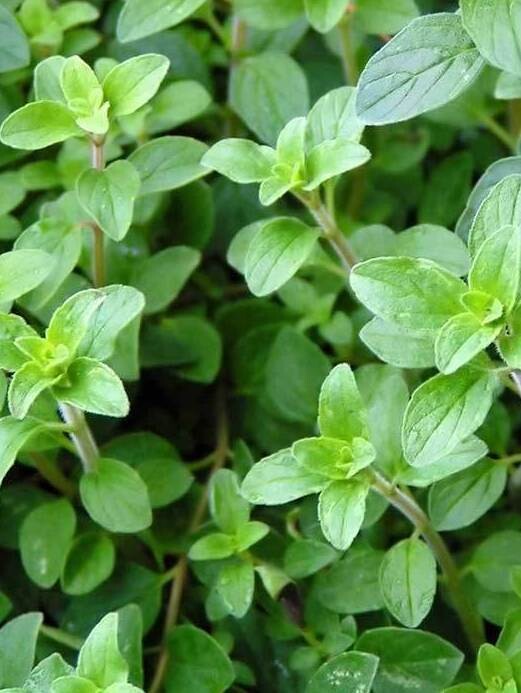 Oregano &#39;Italian&#39; - 4&quot;