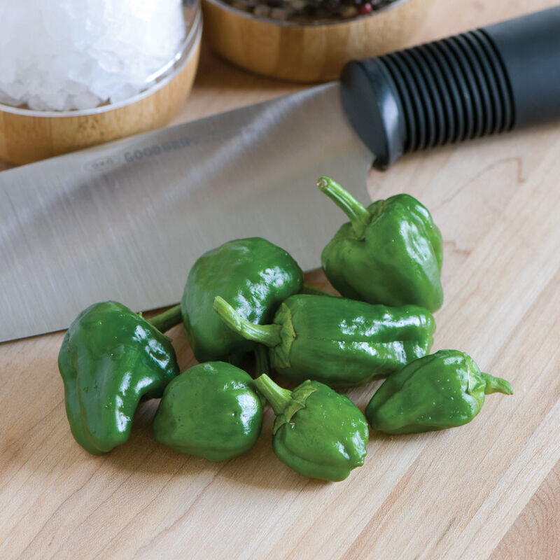 Chili Pepper &#39;Padron&#39; OG - 4&quot;