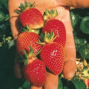 Strawberry &#39;Berri Basket White&#39; OG - 4&quot;