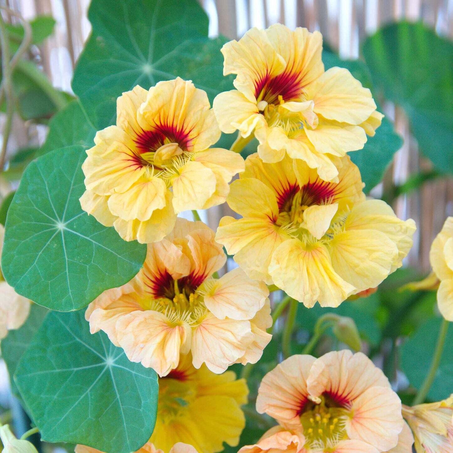 Nasturtium &#39;Peach Melba&#39; - 4&quot;