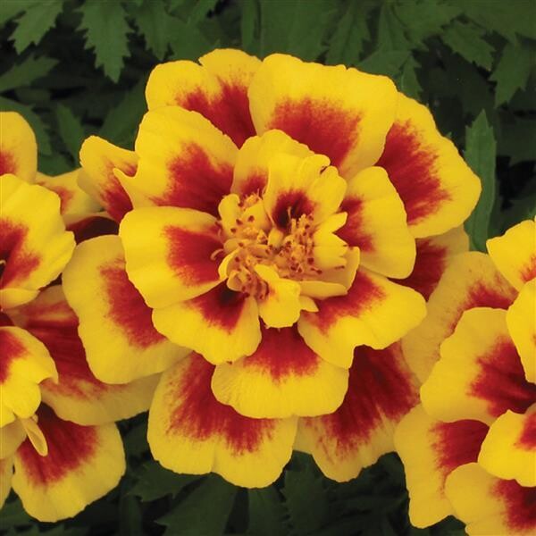 Marigold &#39;Safari Yellow Fire&#39; - 6pk