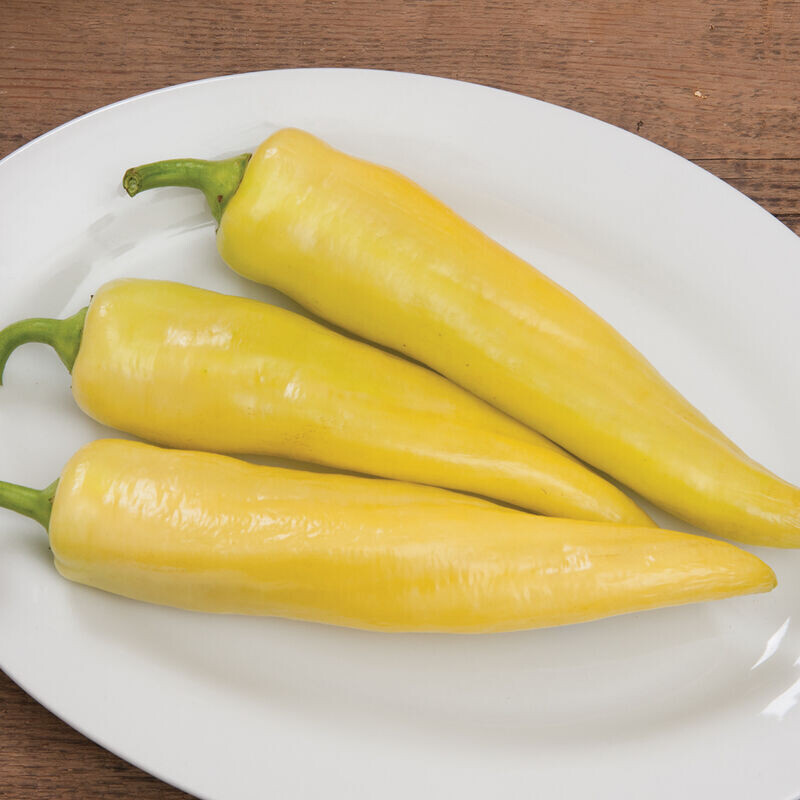 Sweet Pepper &#39;Banana&#39; OG - 4&quot;