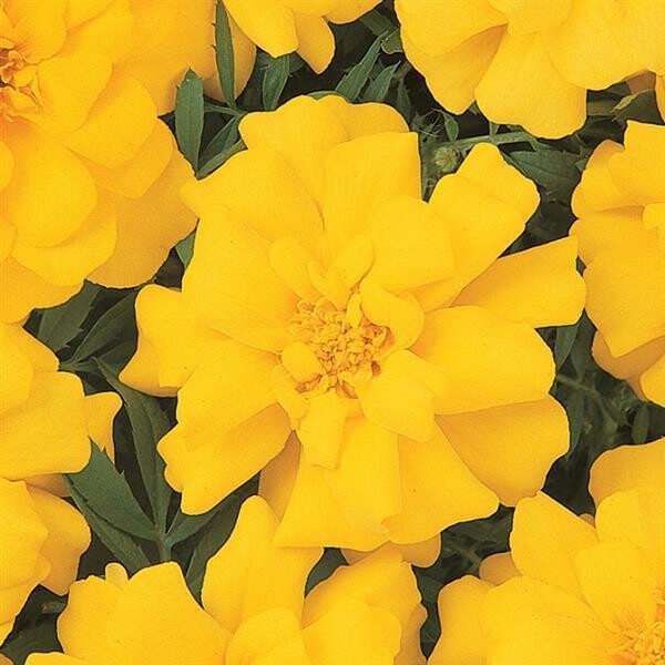 Marigold &#39;Durango Yellow&#39; - 6pk