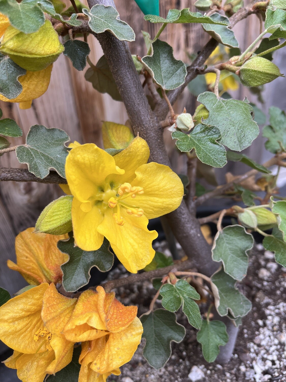 Fremontodendron &#39;California Glory&#39; (Flannel Bush) - 5g