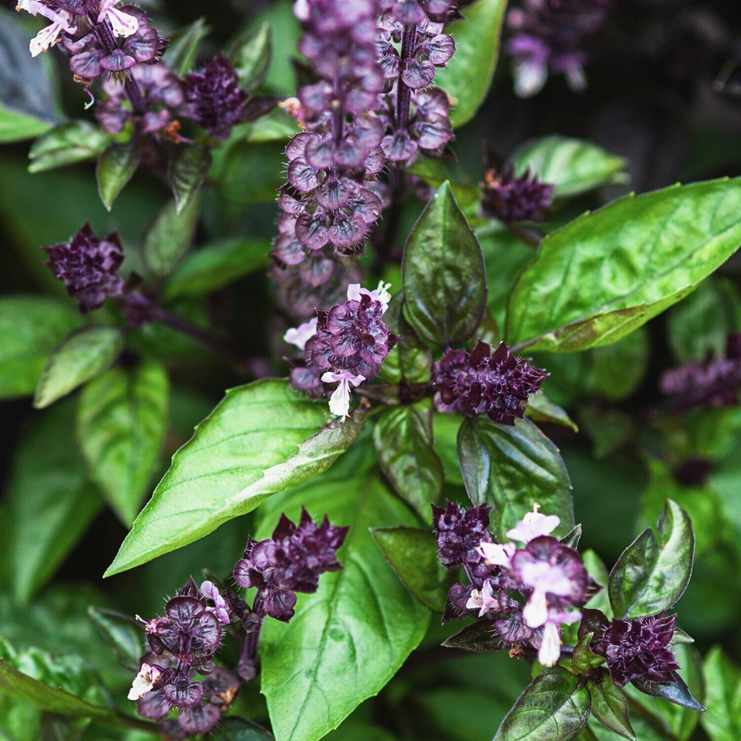 Basil &#39;Cinnamon&#39; OG - 4&quot;