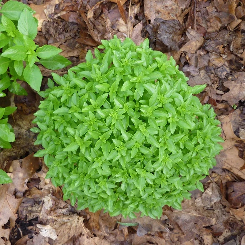 Basil &#39;Spicy Globe&#39; OG - 4&quot;
