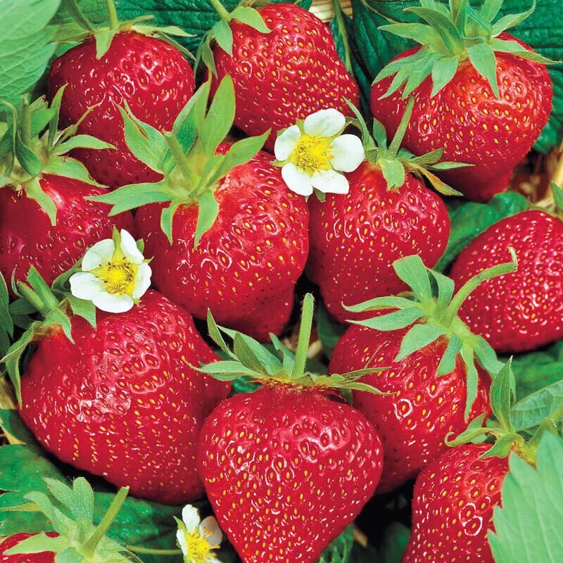 Strawberry &#39;Chandler&#39; - Jumbo 6pk