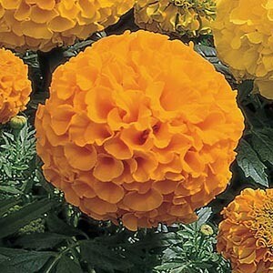 Marigold &#39;Antigua Orange&#39; - 6pk