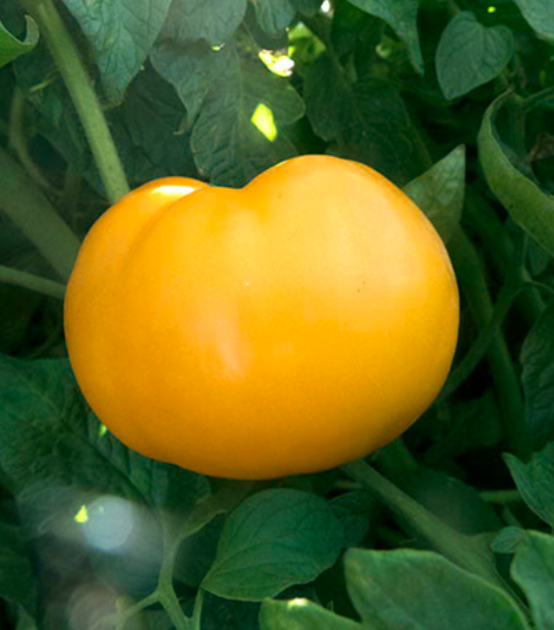 Tomato &#39;Nebraska Wedding&#39; OG - 4&quot;