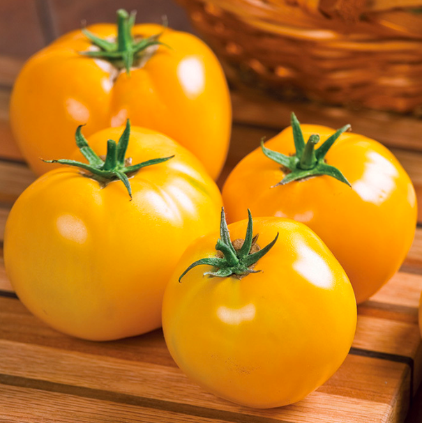 Tomato &#39;Lemon Boy&#39; - 4&quot;