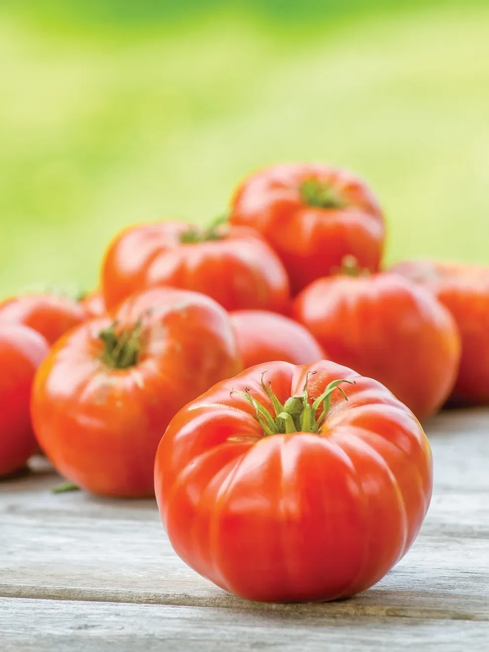 Tomato &#39;Mortgage Lifter&#39; - 4&quot;